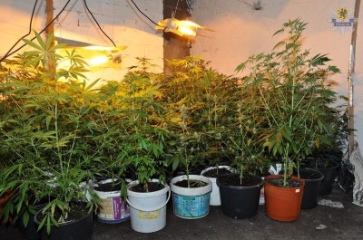 Starogard Gd- plantacja1