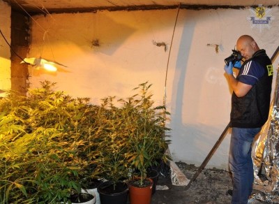 Starogard Gd- plantacja4