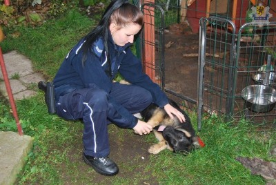 CZŁUCHÓW -POLICJANCI ZATRZYMALI WŁAMYWACZY, -KTÓRZY UKRADLI OWCZARKA NIEMIECKIEGO jpg