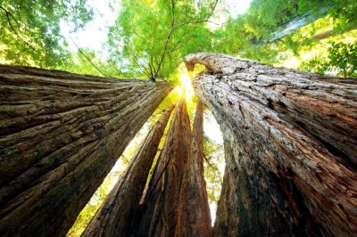 byl sobie las forets-extraordinaires-monde-L-_QCNNm