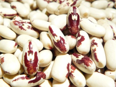 kowal sm Ryt przypominający orła w koronie