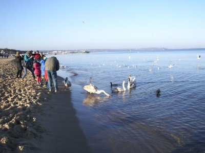 Morsy 14 grudnia 2014 fot_J_Wikowski IMGP3177