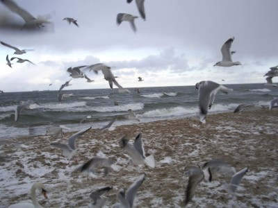 Morsy Gdansk_sztorm_fot_J_Wikowski_IMGP3655