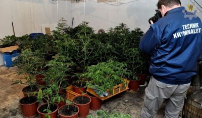 Starogard Gdański - plantacja konopi1 (1)