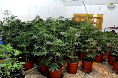 Starogard Gdański - plantacja konopi3 (1)