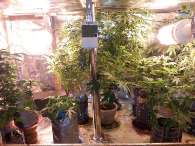 pol konopie poletko narkotyki