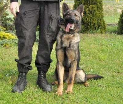 Starogard Gdański - POLICYJNY PIES ZNALAZŁ NARKOTYKI (1) kadr