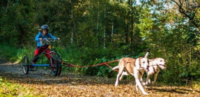 psy Fot. Nome Kaszuby