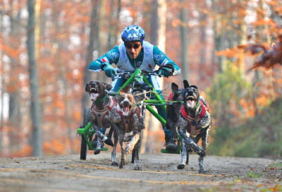 psy husky klub nome kaszuby