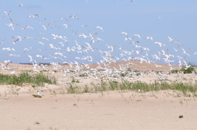 Ujscie Wisly DSC_3498