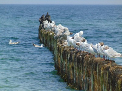 Dempc Daniel sm Palisada