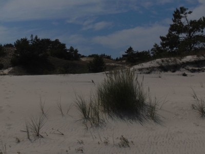 Dempc Daniel sm Rezerwat Helskie wydmy