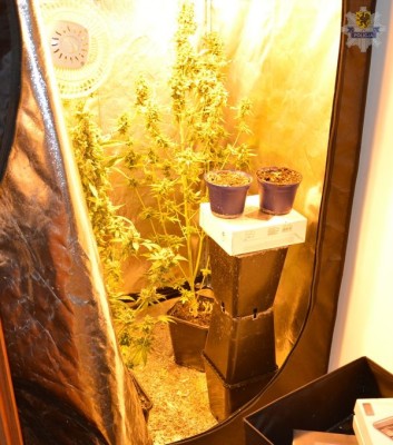 pol starogard uprawa konopie