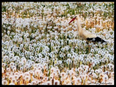 Jakubowska 4-fot. Anna Jakubowska-034