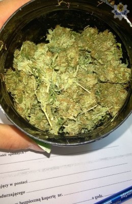 pol malbork marihuana narkotyki