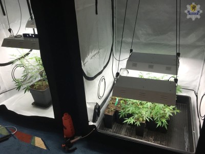 pol-konopie-plantacja