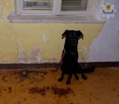 pol-znecal-sie-na-psem