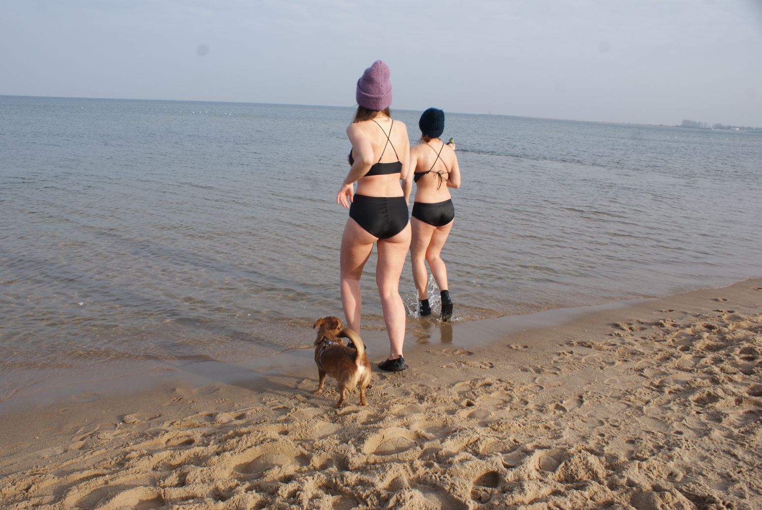 Morsy gdańskie Fot. Janusz Wikowski